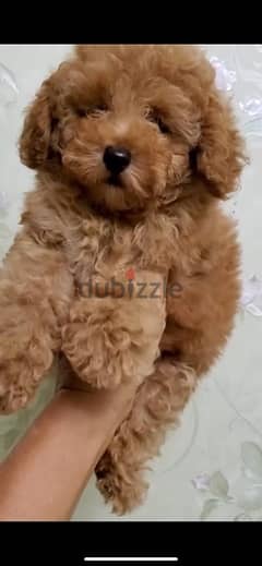 poodle Dog with All Documents