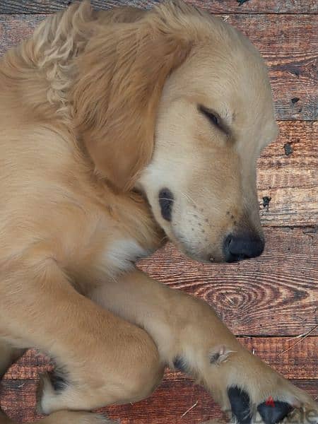 Golden retriever 1