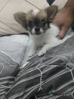 chihuahua