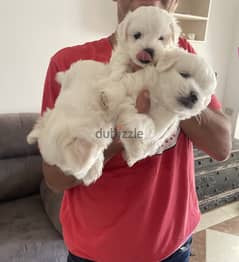 Pure maltese puppies imported from Europe