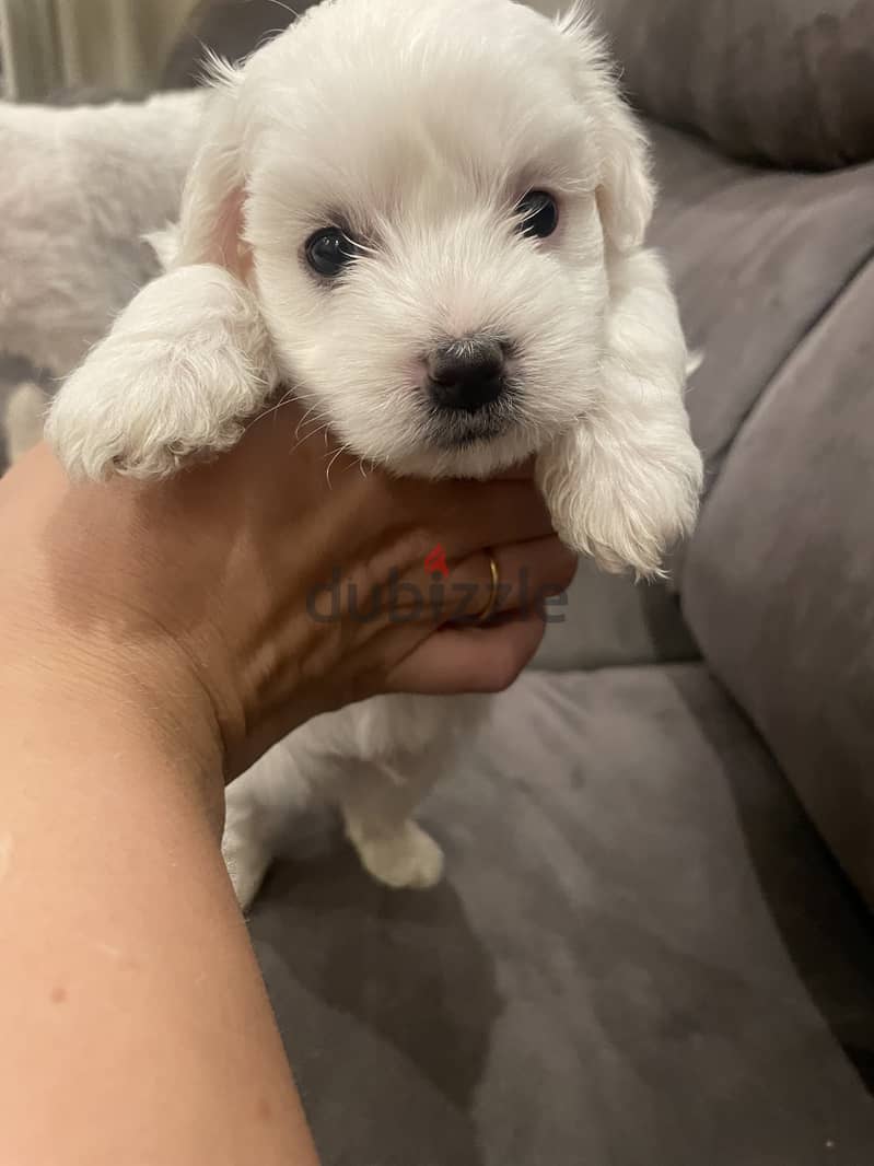 Pure maltese puppies imported from Europe 2