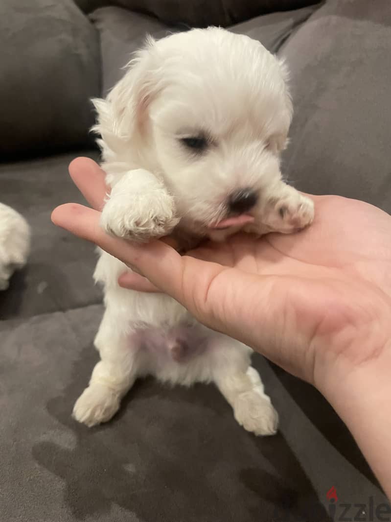 Pure maltese puppies imported from Europe 3