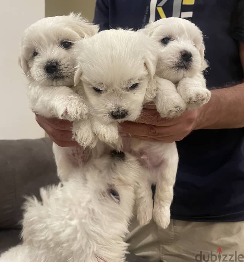 Pure maltese puppies imported from Europe 4