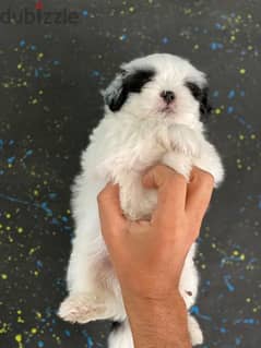 pure ShihtZu puppy