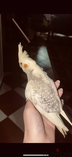 Cockatiel