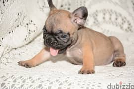 ذكر فرنش بولدوج للبيع french bulldog 0