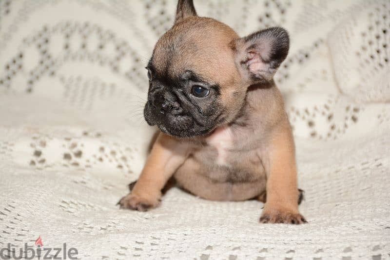 ذكر فرنش بولدوج للبيع french bulldog 1