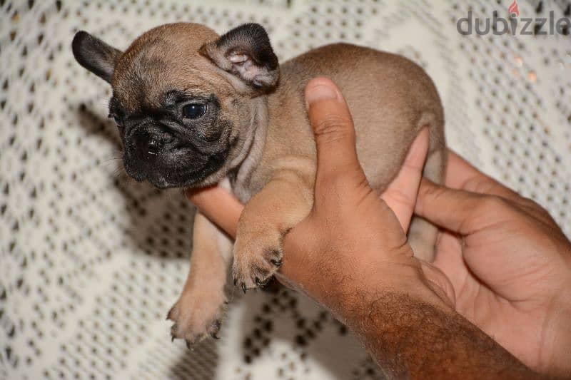 ذكر فرنش بولدوج للبيع french bulldog 4