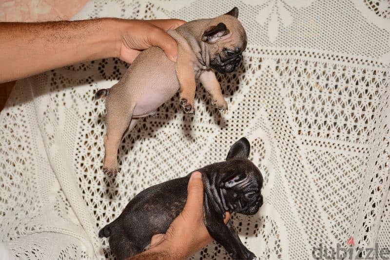 ذكر فرنش بولدوج للبيع french bulldog 5