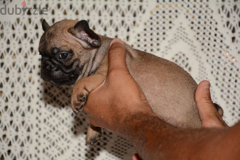 ذكر فرنش بولدوج للبيع french bulldog 6