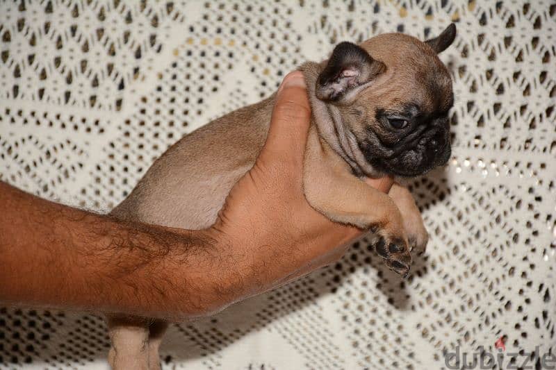 ذكر فرنش بولدوج للبيع french bulldog 7