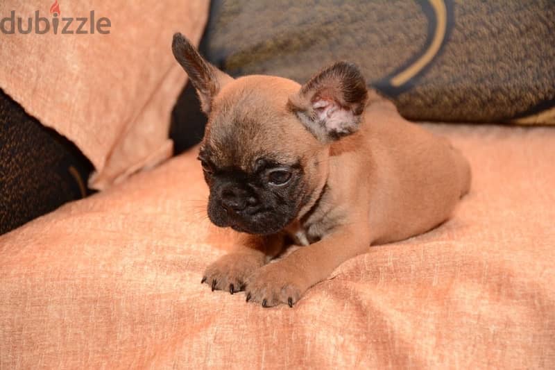 French bulldog 2