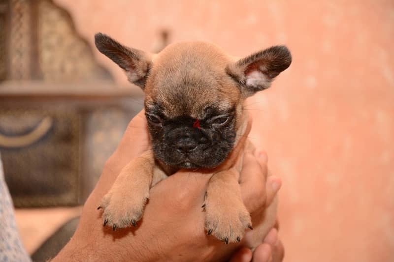 French bulldog 4