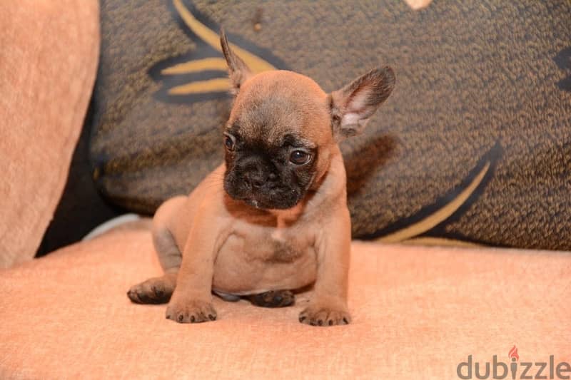 French bulldog 5