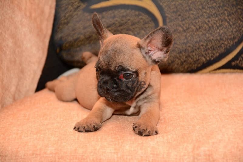 French bulldog 6