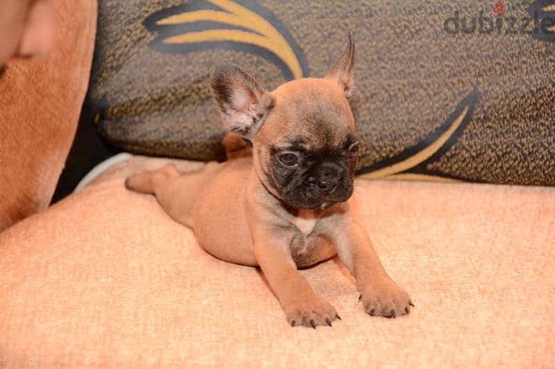 French bulldog 7