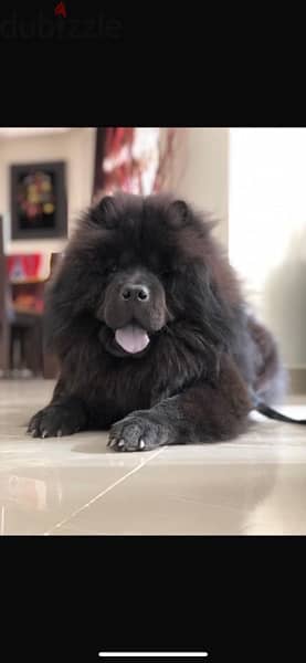 male chowchow 1.8 years