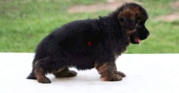 Male German shepherd puppies Female جراوي جيرمن شيبرد ذكر ولد بنت انثي