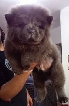 blue chow chow puppies