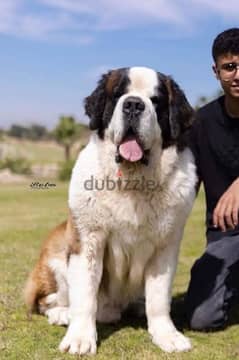 the best Saint Bernard in Egypt 0