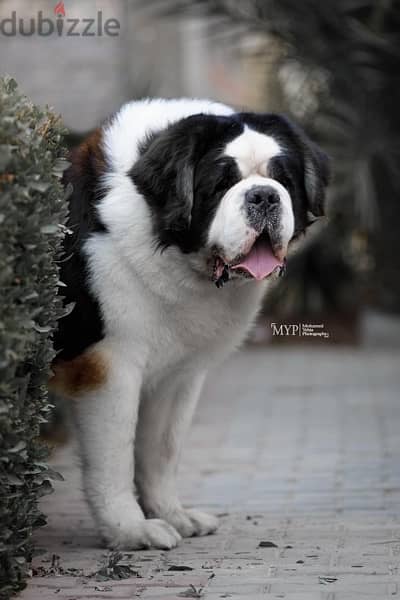 the best Saint Bernard in Egypt 1