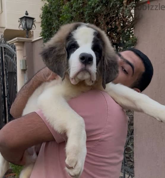 the best Saint Bernard in Egypt 3