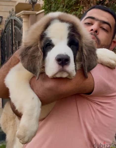 the best Saint Bernard in Egypt 4