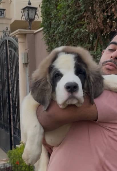 the best Saint Bernard in Egypt 5