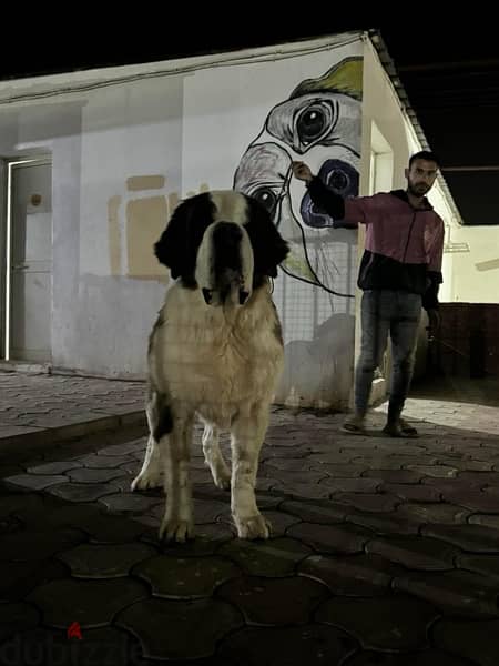 the best Saint Bernard in Egypt 7