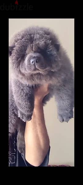 اجمل جراوي تشاو تشاو بلو | blue chow chow 1