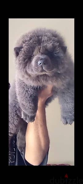 اجمل جراوي تشاو تشاو بلو | blue chow chow 3