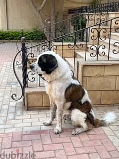 سانت برنارد saint bernard