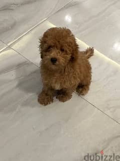 Poodle Dog for Sale - imported Parents