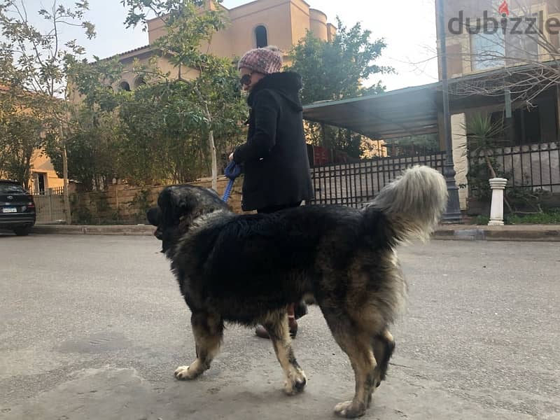 Champion Male Caucasian Shepherd For Sale or Mating 1