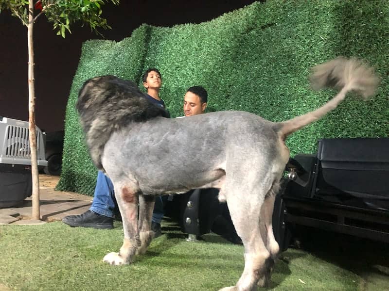 Champion Male Caucasian Shepherd For Sale or Mating 3