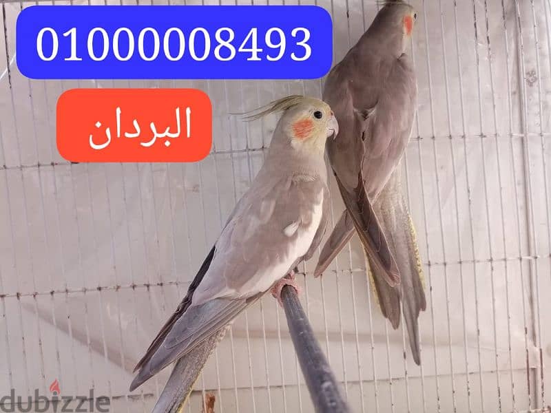 قص كوكتيل فون طول ما شاء الله اول شغل لى صاحب نصيبهم اسكندريه فلمنج 1