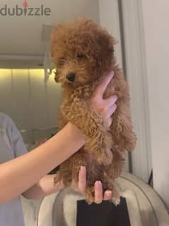 poodle dog for sale