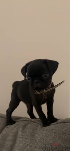 pug 3 months 0