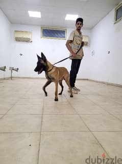 Malinois males دكرين مالينوا 0