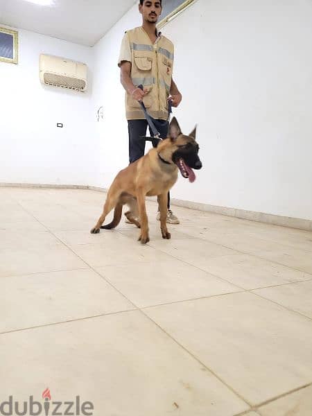 Malinois males دكرين مالينوا 1