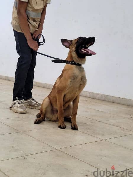 Malinois males دكرين مالينوا 2