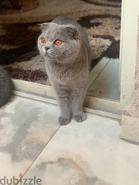 Scottish fold female 4