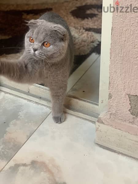 Scottish fold female 5