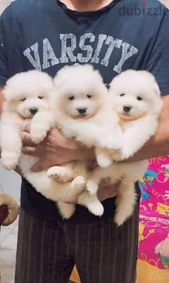 Samoyed puppies جراوي ساموييد