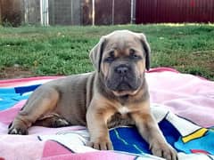 Super cane corso female age 55 days