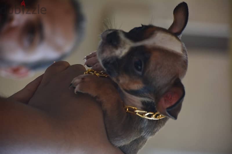 American bully puppies 2