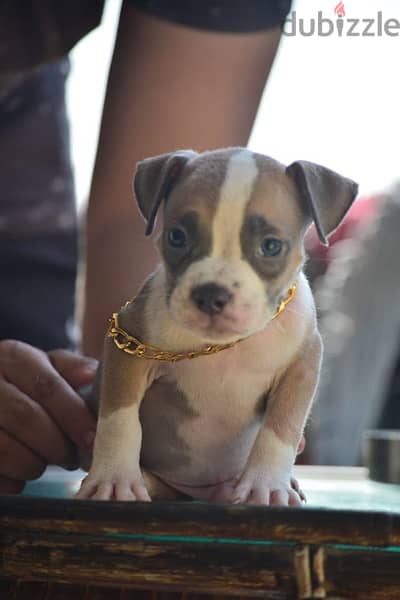 American bully puppies 3