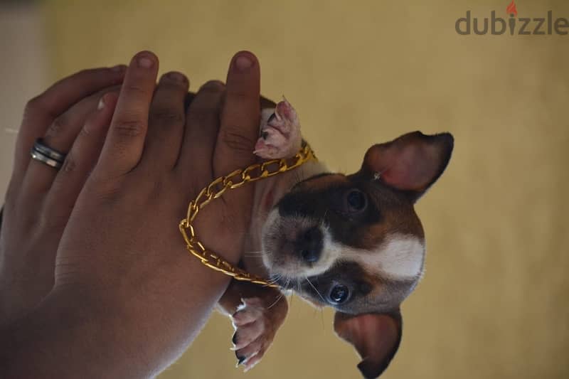 American bully puppies 5