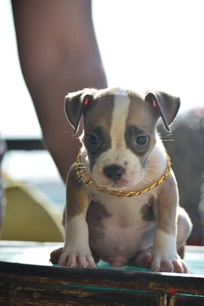 American bully puppies 6