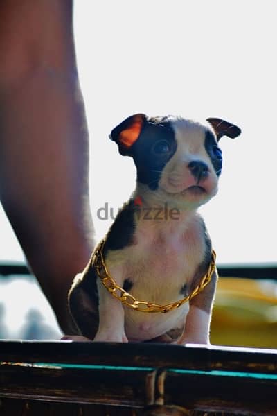 American bully puppies 7